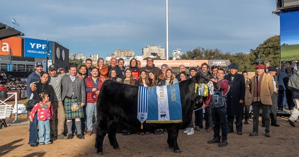"Flor de madre": una vaca se coronó por segundo año consecutivo Gran Campeón Hembra Angus de la Expo Rural de Palermo