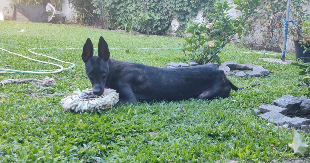 La conmovedora historia de Trufa, la galga con el hocico torcido, que terminó con final feliz