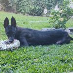 La conmovedora historia de Trufa, la galga con el hocico torcido, que terminó con final feliz