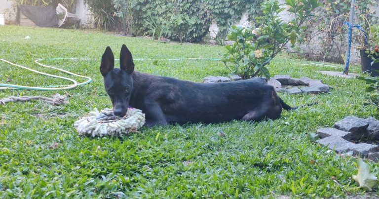 La conmovedora historia de Trufa, la galga con el hocico torcido, que terminó con final feliz