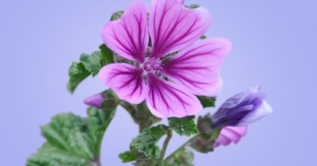 Malva, el color hallado por casualidad que vistió a reinas y salvó vidas