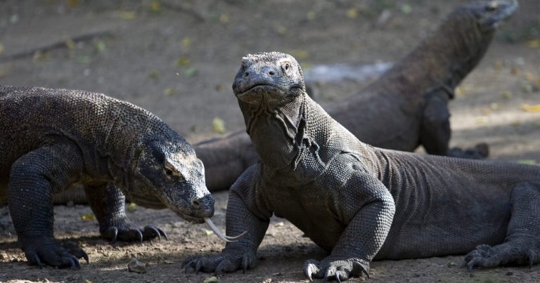 Dragones de Komodo tienen dientes con punta de hierro para desgarrar carne