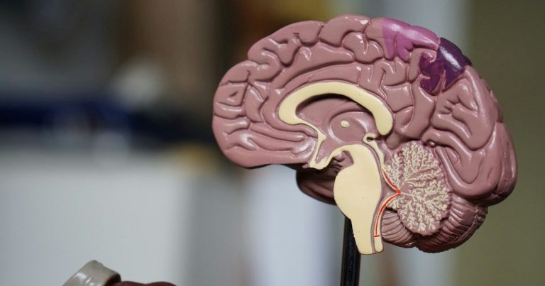 ¿Cuál es el nutriente clave para el cerebro y dónde encontrarlo?