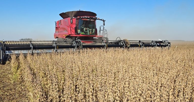 Argentina se diferencia del resto del mundo: qué está pasando en el plano internacional y cómo impacta en las ventas de soja y maíz en el mercado local