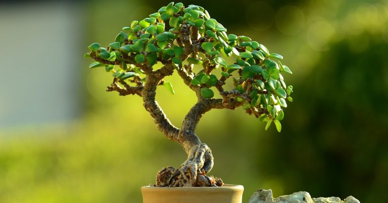 Si tenés un árbol de jade, necesitás conocer este truco con azúcar: cuáles son los beneficios y por qué hacerlo