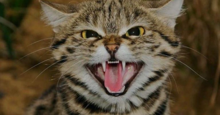 Ni león ni tigre, este es el felino "más mortífero de la Tierra"