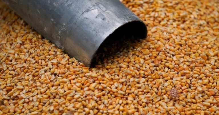 Estados Unidos alcanza un récord histórico de exportaciones de maíz y ya proyecta otro máximo en 2025/26