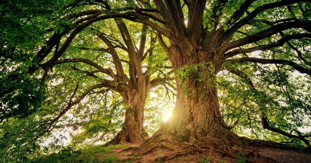 Cuál es el árbol más fuerte del mundo