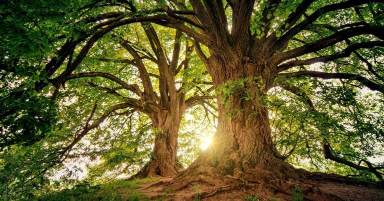 Cuál es el árbol más fuerte del mundo