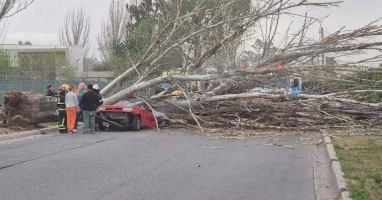 Temporal en Mendoza: una mujer murió aplastada por un árbol que cayó sobre su auto