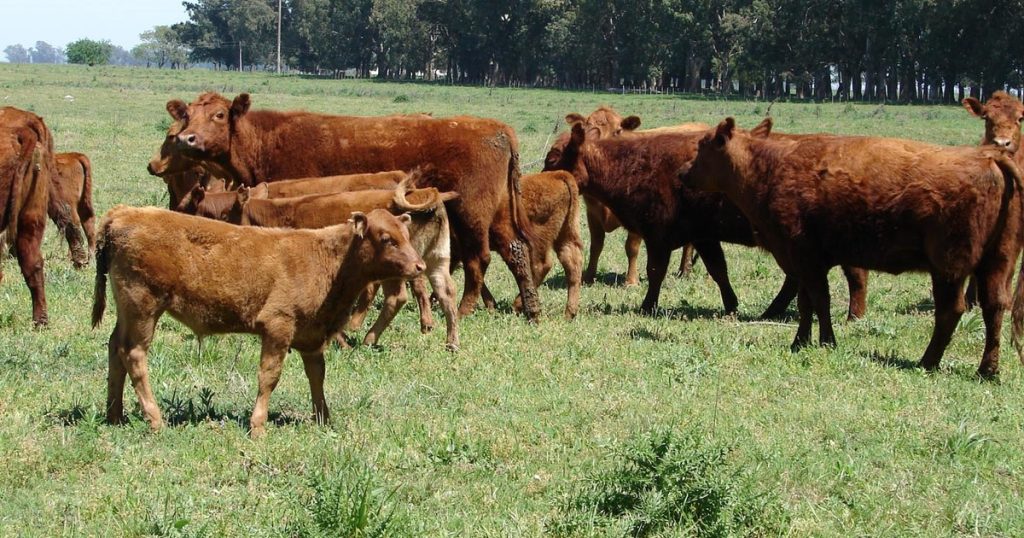 Los valores de la hacienda están entre los más altos en los últimos 20 años