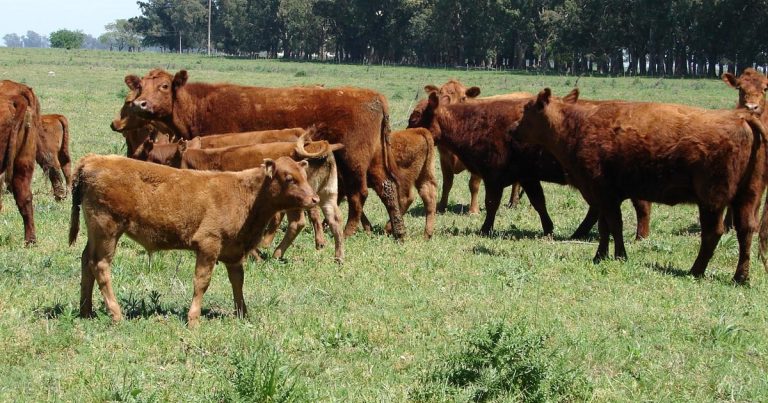 Los valores de la hacienda están entre los más altos en los últimos 20 años