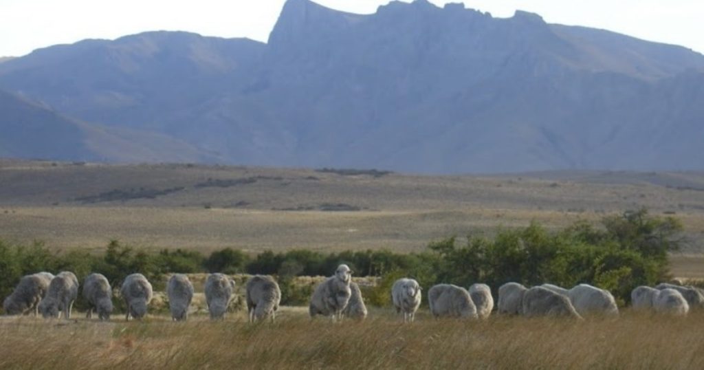 Chile restituyó el reconocimiento a la zona libre de aftosa sin vacunación a la  Patagonia y se reabre el mercado para la carne ovina y mercancías bovinas