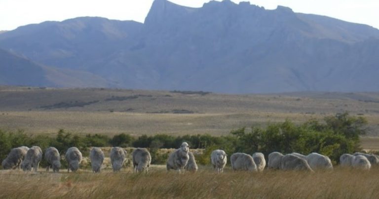 Chile restituyó el reconocimiento a la zona libre de aftosa sin vacunación a la  Patagonia y se reabre el mercado para la carne ovina y mercancías bovinas