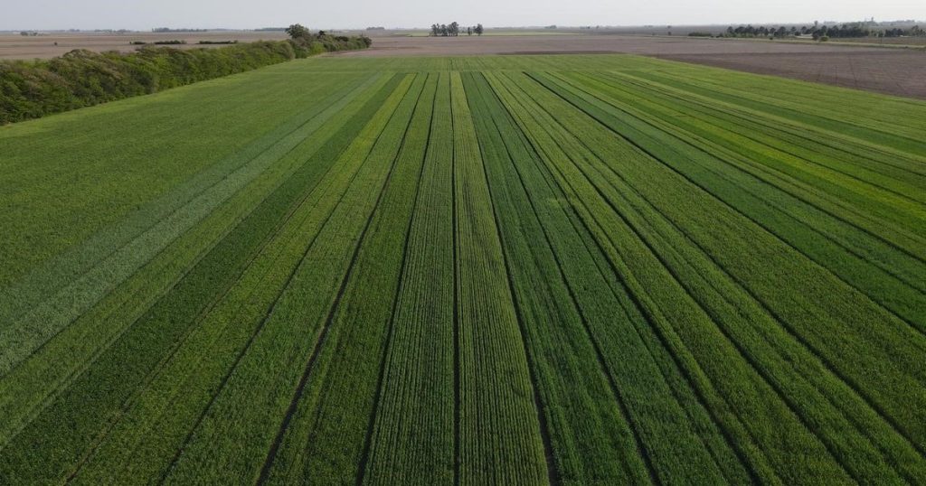 "Nunca vi una campaña con este nivel": desde el INTA aseguran que los rindes de trigo serán históricos
