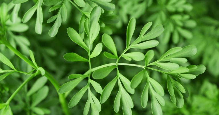 Por qué se recomienda tocar una planta de ruda antes de salir de casa