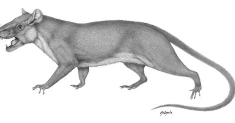 Un pequeño diente fosilizado hallado en Argentina reescribe la historia de los mamíferos australes