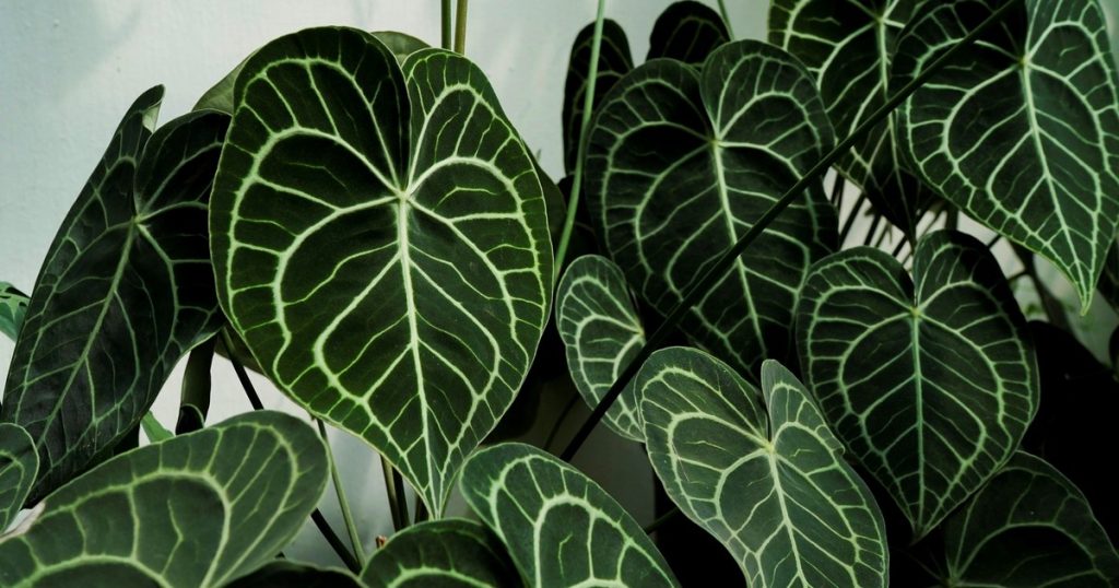 Pocos lo saben: cuál es la planta tropical de “bajo mantenimiento” ideal para principiantes porque es fácil de cuidar