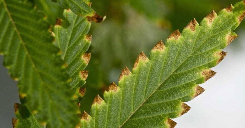 Qué significa que las hojas de una planta se pongan marrones, según expertos en jardinería