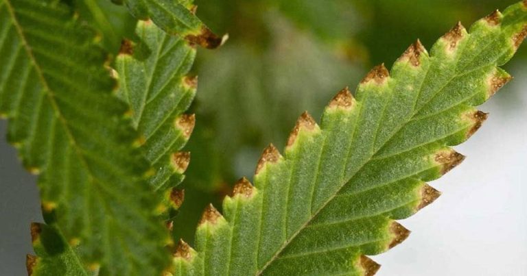 Qué significa que las hojas de una planta se pongan marrones, según expertos en jardinería