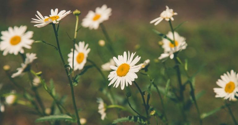 Pocos lo saben: para qué sirve y por qué es importante dejar una bolsita de té en la maceta de la planta de manzanilla del jardín