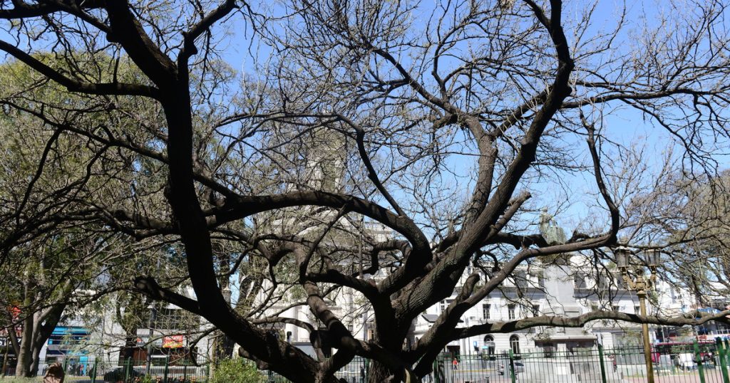 El hallazgo sobre árboles urbanos y humedad que redefine cómo enfrentamos el calor