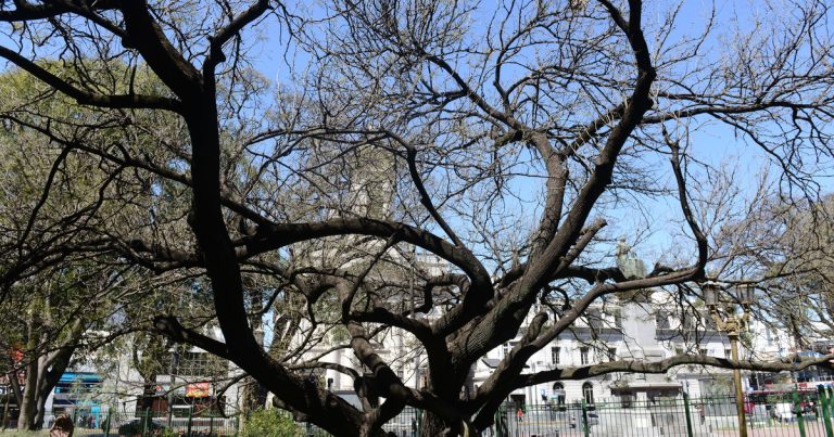 El hallazgo sobre árboles urbanos y humedad que redefine cómo enfrentamos el calor