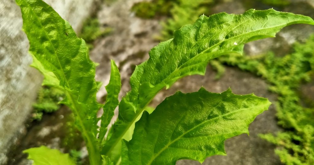 Cuáles son las propiedades curativas del epazote