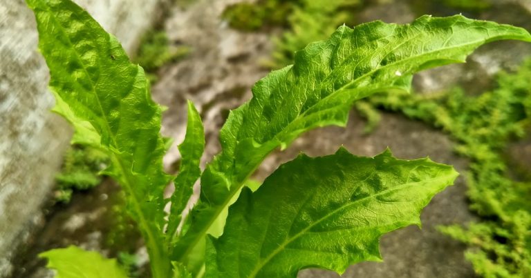 Cuáles son las propiedades curativas del epazote