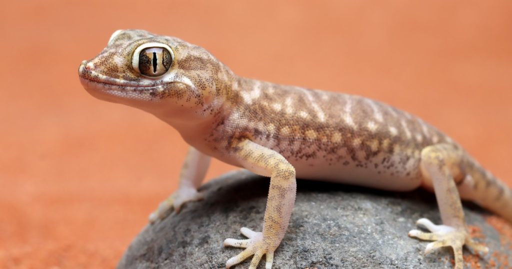 Qué significa que aparezcan lagartijas y salamandras en casa, según la psicología
