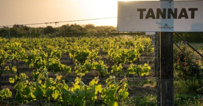 La Ruta del Vino en Gualeguaychú: visitas a bodegas, degustaciones y hasta opciones para dormir con vista a los viñedos