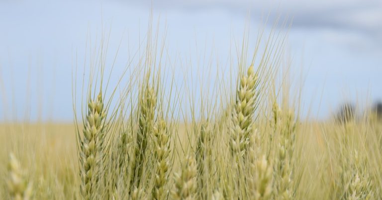 El récord de trigo que “hace ruido” antes de ver la luz