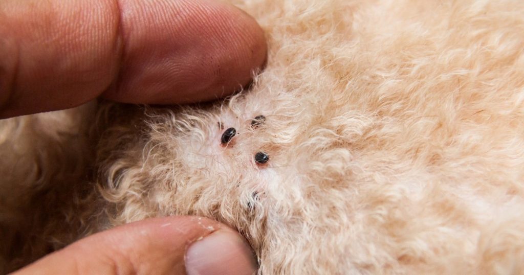 Cómo eliminar pulgas y garrapatas con limón y manzanilla, dos ingredientes caseros