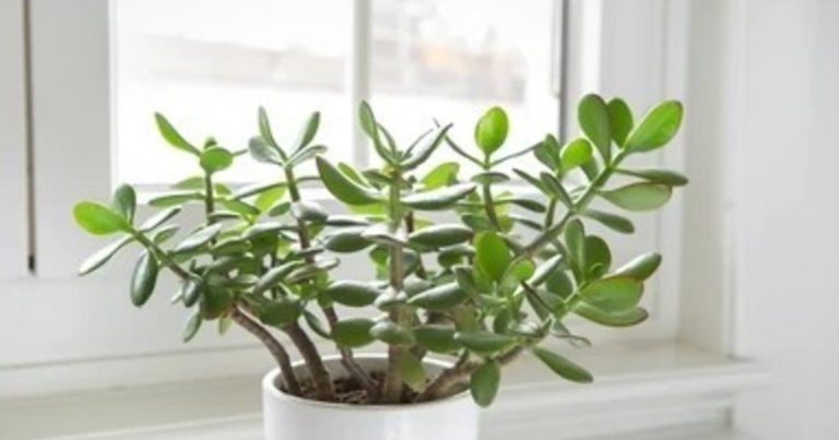 Para qué sirve tener un árbol de jade, cómo saber si es macho o hembra y qué recomiendan para cuidarlo