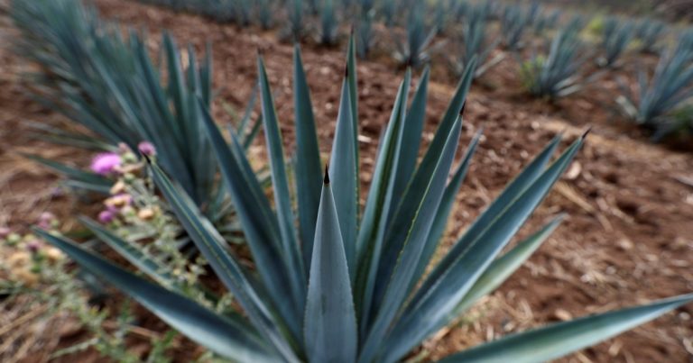 No es la lengua de suegra: la planta que ofrece una combinación difícil de igualar