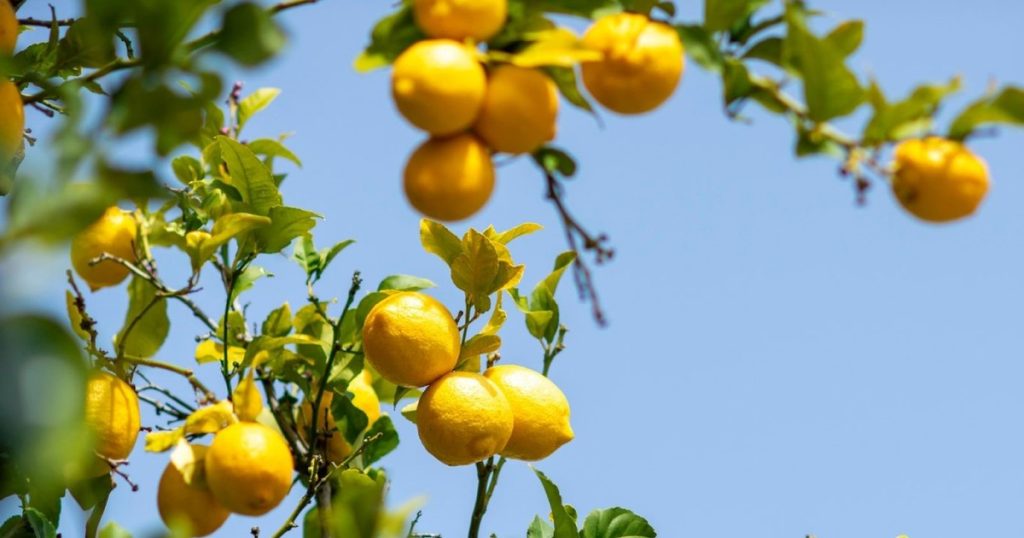 Para qué sirve clavar un clavo en un limonero