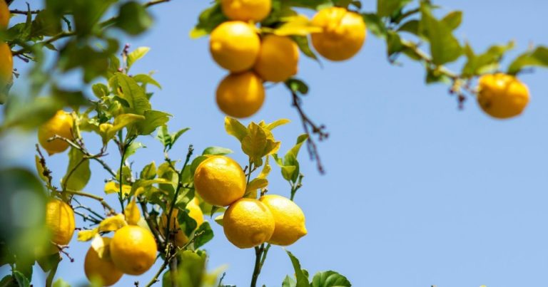 Para qué sirve clavar un clavo en un limonero