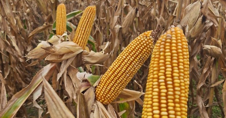 “Por encima de Chicago”: el precio local del maíz está en un momento de “gran solidez” a las puertas de una cosecha récord