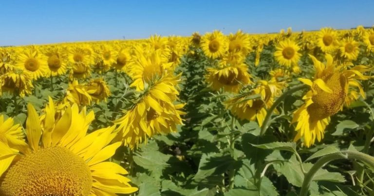 “Brillantes pespectivas”: El complejo del girasol cerró un 2025 a pleno récord y esperan que este año continúe en la misma senda