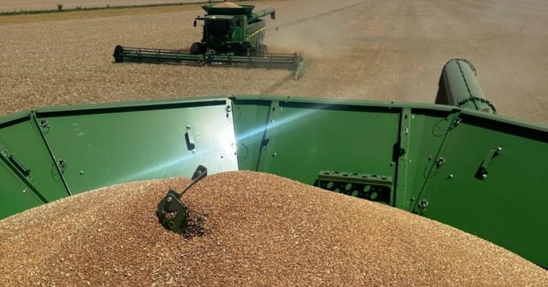 El trigo vuelve a empujar la economía argentina: por la cosecha récord ingresarían US$ 3.500 millones en exportaciones