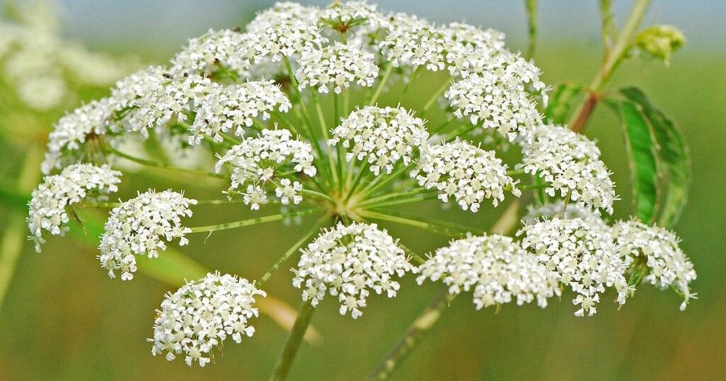 Cuidado con estas plantas: las 5 especies más peligrosas para salud que existen en la naturaleza