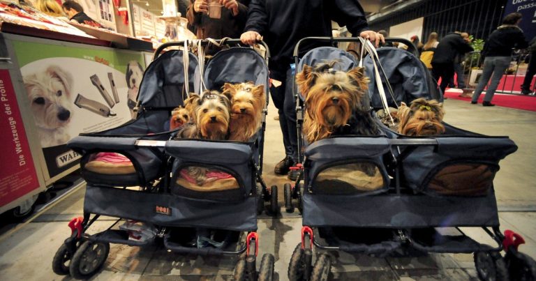 Los perros que levitan en Miami