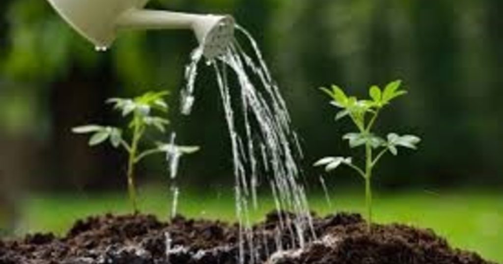 Jardines de verano, el arte de la espera