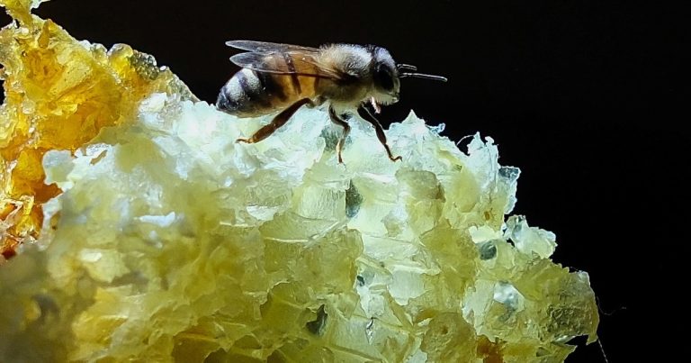 Si una abeja ronda tu casa, no es mala señal: qué anuncia según el Feng Shui y por qué se considera un buen augurio