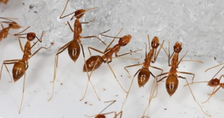 Los investigadores no se lo creen: el hallazgo de un niño de 8 años cambia la ciencia para siempre