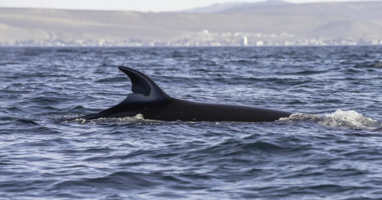 El retorno de la ballena sei: el gigante que vuelve a la Patagonia tras un siglo de ausencia