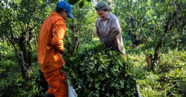 Se profundiza el deterioro: los productores de yerba se quedan con apenas el 11 por ciento del valor de un paquete