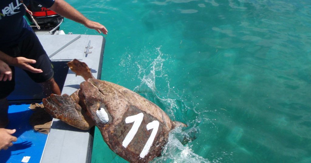 Buenas noticias para Florida: una nueva ley busca blindar a las especies marinas amenazadas